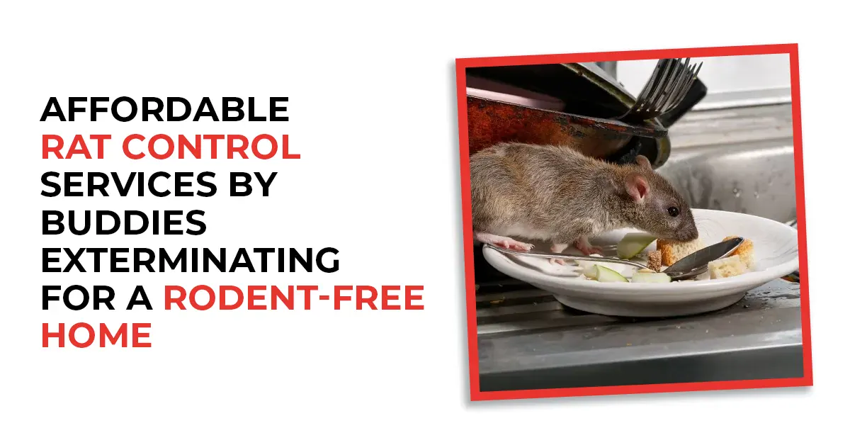 Professional Spider Control Services for a Safer Home