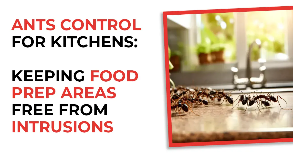 Ant Control for Kitchens | Keep Your Kitchen Secure from Ants