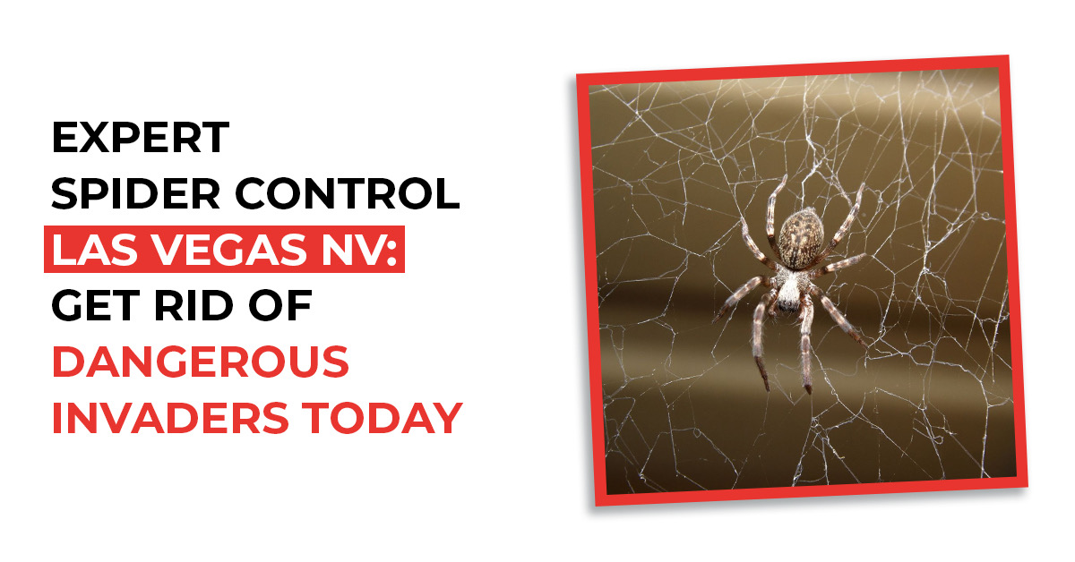 Monthly Spider Control Services in Las Vegas, NV – Prevent Future Infestations