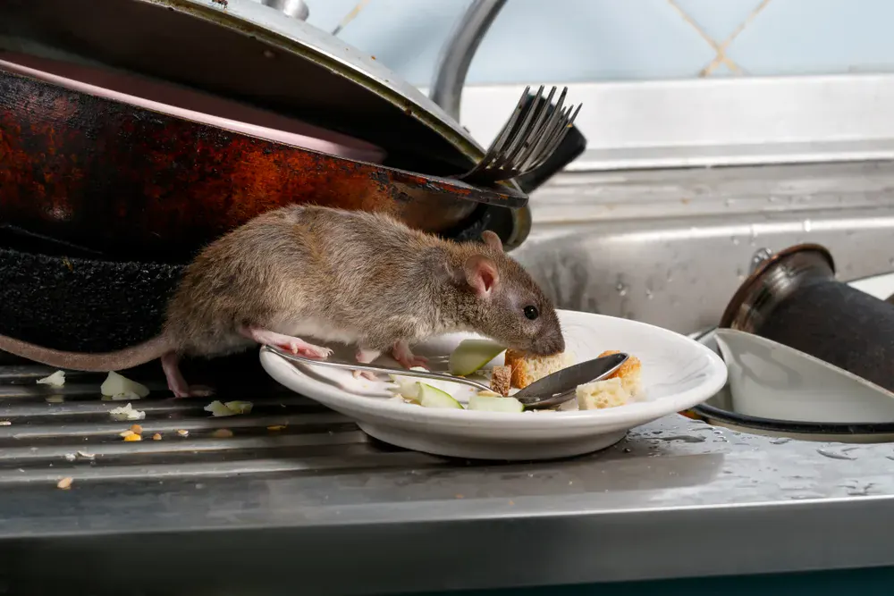 Rodent Damage to Homes | Buddies Exterminating