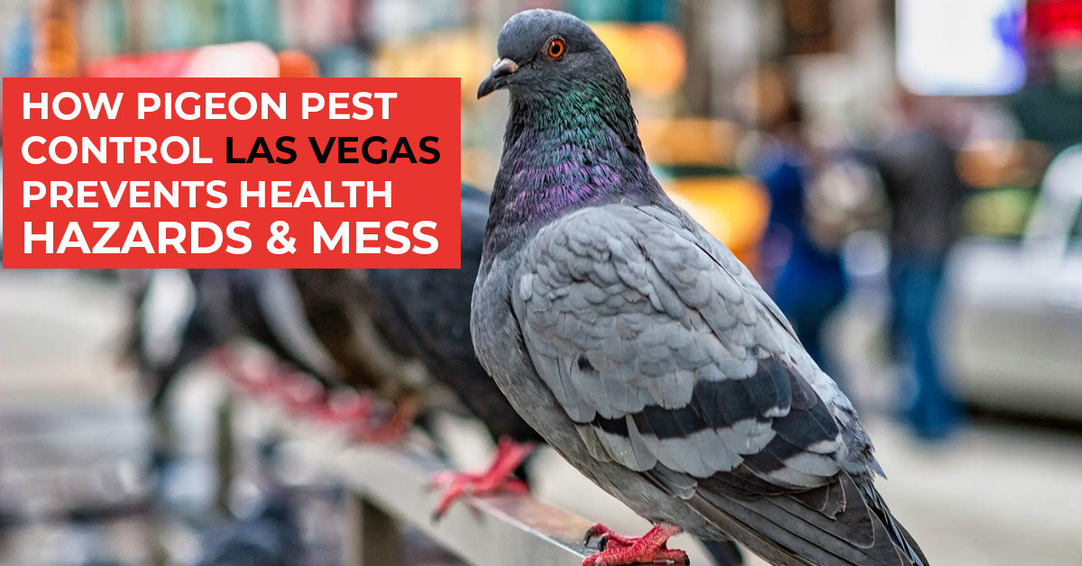 Effective Pigeon Pest Control Las Vegas | Humane Solutions
