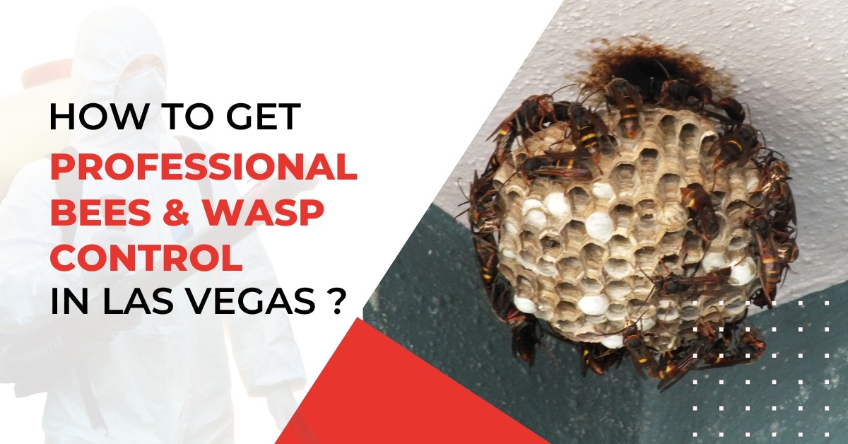 Professional Bees & Wasp Control in Las Vegas | Secure & Reliable