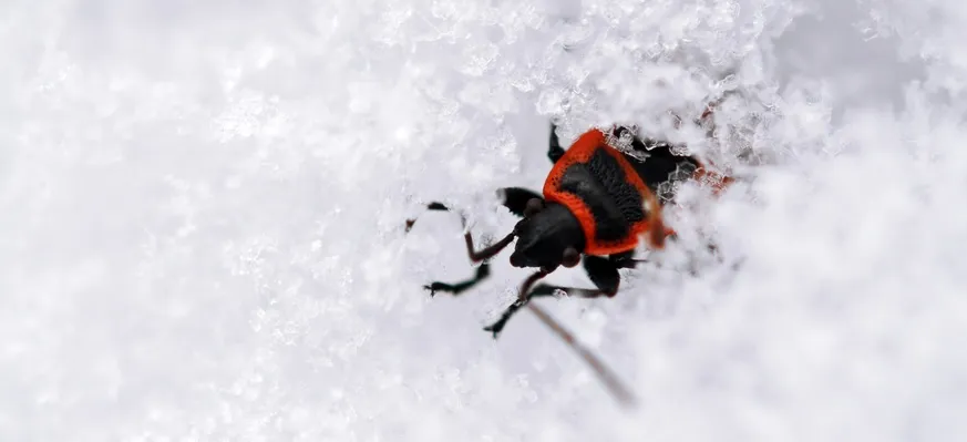 Winter Pest Control: Keep Bugs Away in Las Vegas