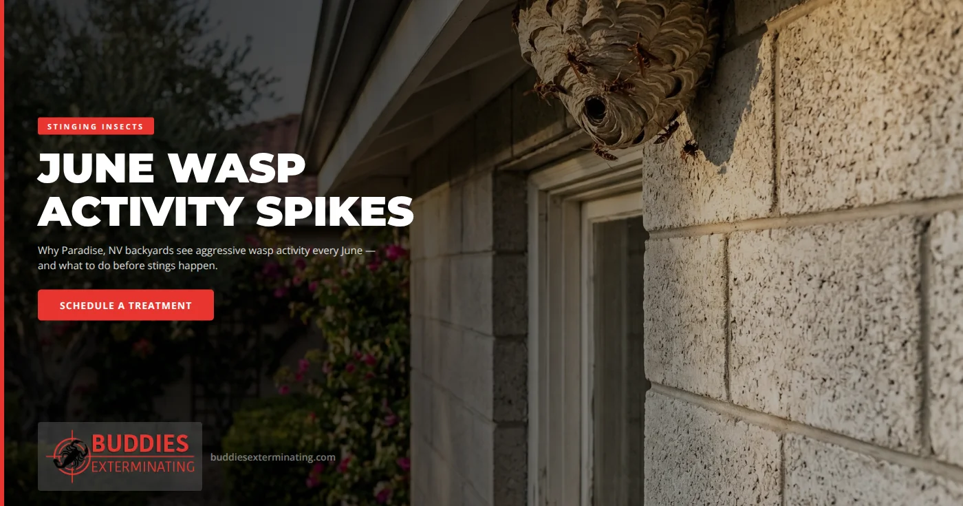 Wasp control in a Paradise NV backyard - Buddies Exterminating paper wasp and yellowjacket removal