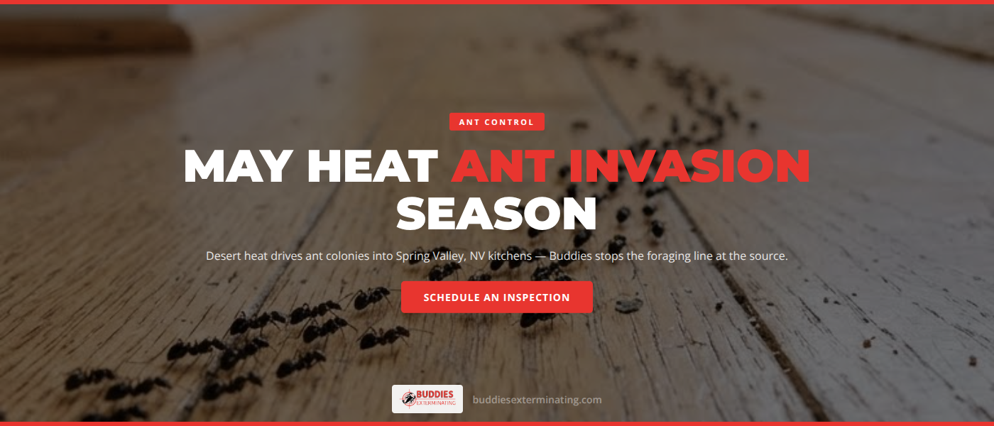 Ant Control in Spring Valley, NV | Buddies Exterminating