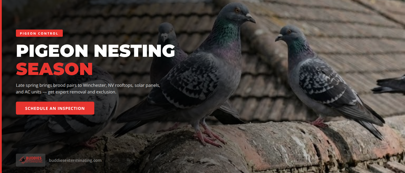 Pigeon control for a Winchester NV home - Buddies Exterminating rooftop pigeon removal and solar panel exclusion service