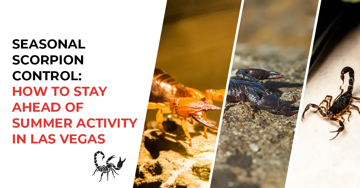 Get Ahead of Scorpions | Las Vegas Scorpion Control Experts