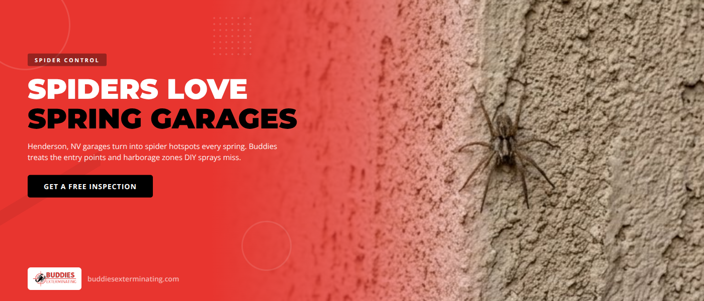 Spider Control in Henderson, NV | Buddies Exterminating