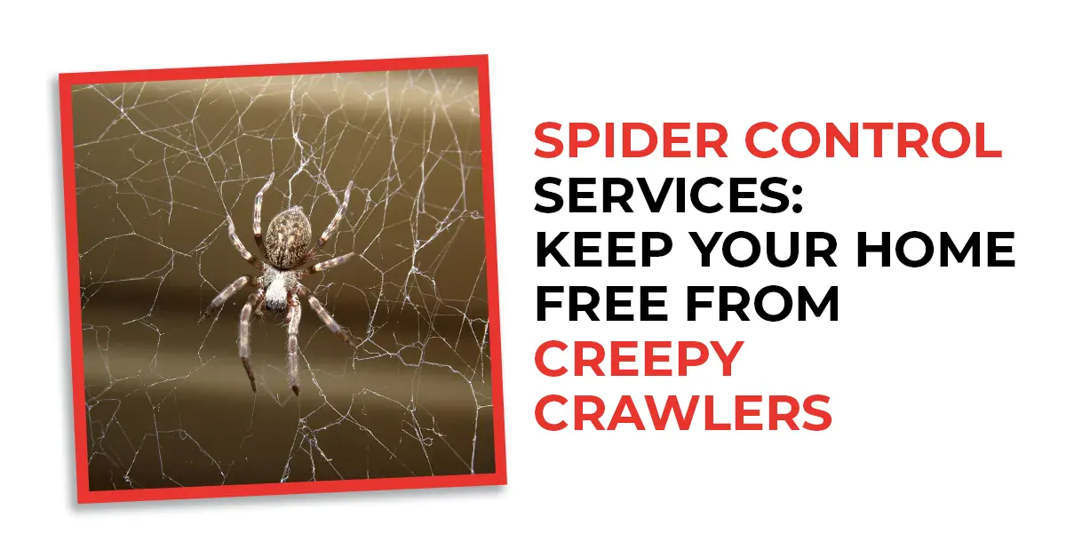 Effective Spider Control Services | Buddies Exterminating