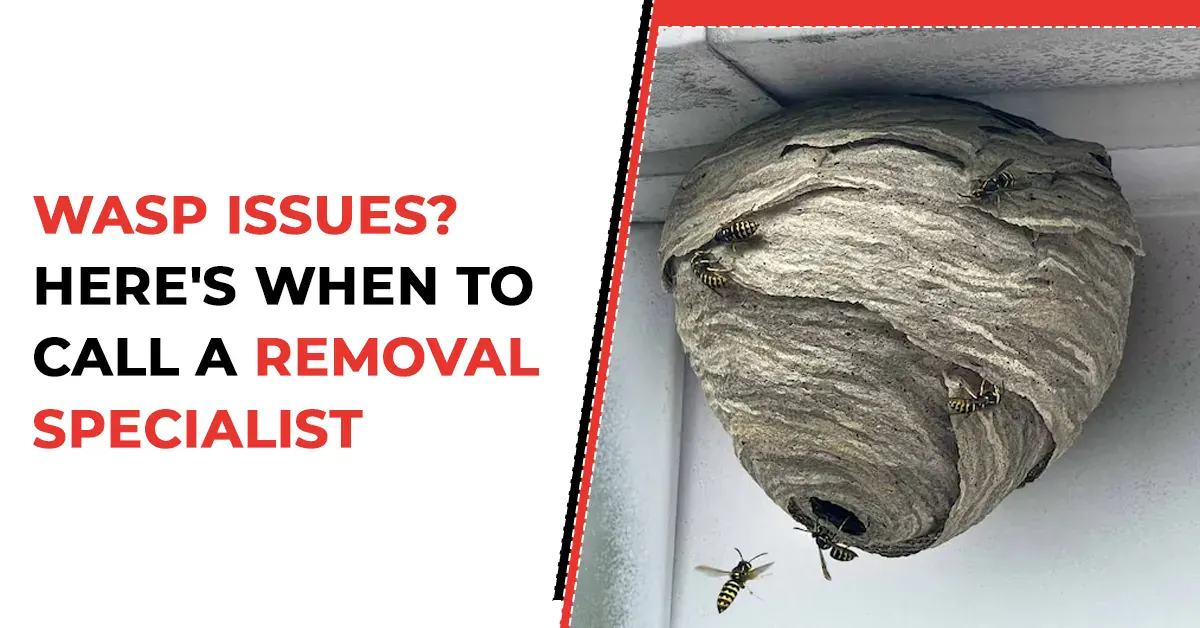 Wasp Extermination Services | Bee and Wasp Removal by Experts