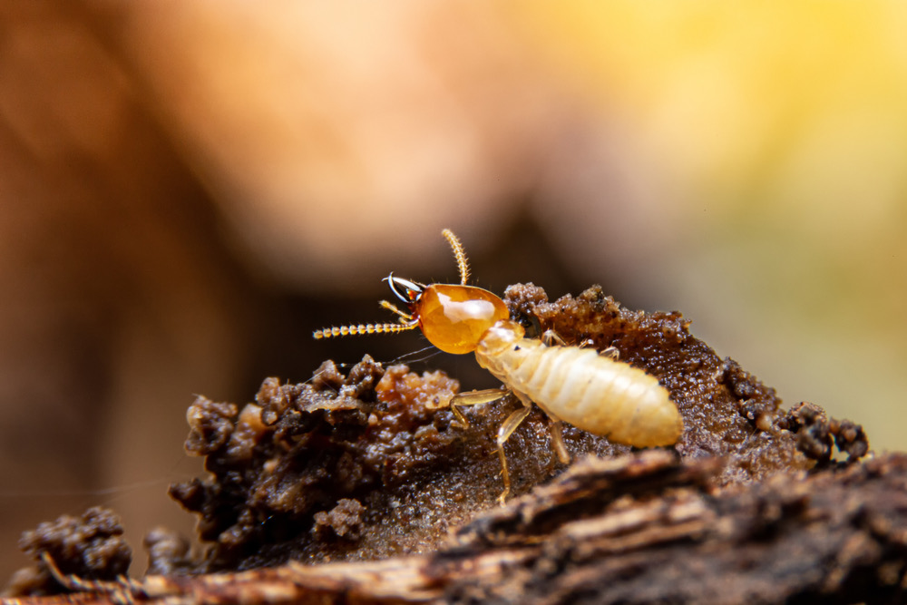 What to Do if You Find Termites in Your Home in Las Vegas