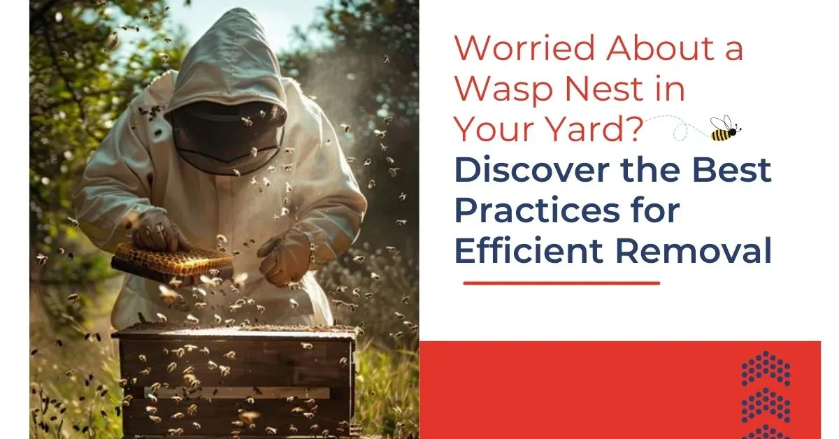 Professional Wasp Nest Removal Services | Effective Solutions