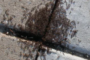 ants in las vegas