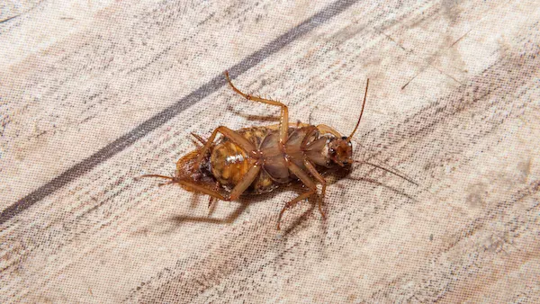 Cockroach Control in Las Vegas