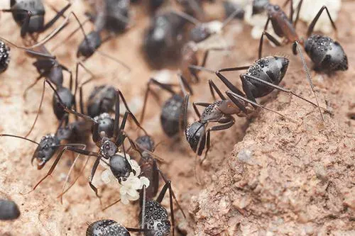 Ant Control in Las Vegas