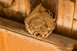 bee nest