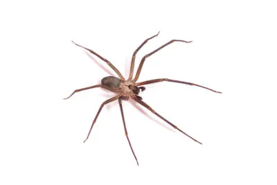 brown recluse spider