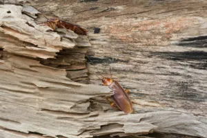 roaches conditions